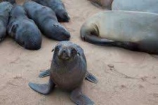 image of animal