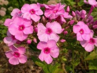 image of flower