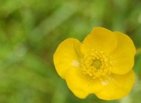 image of flower