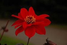 image of flower