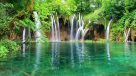 image of jungle
