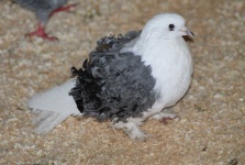image of animal