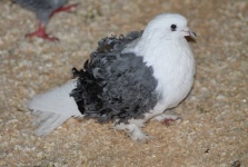 image of pigeon #34