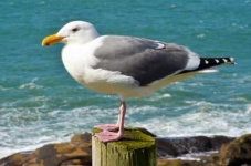 image of seagull