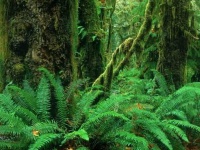 image of jungle
