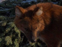 image of dhole