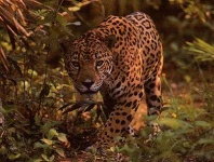 image of jaguar_car