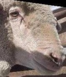 image of animal