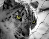 image of snow_leopard