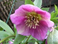image of flower