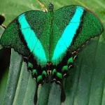 image of banded_butterfly #70