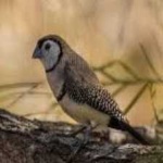image of bird