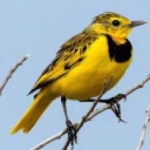 image of bird