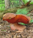 image of mushrooms