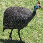 image of bird
