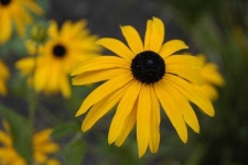 image of flower