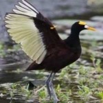 image of bird