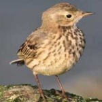 image of american_pipit #33