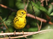 image of warbler