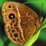 image of animal