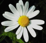 image of flower