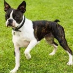 image of boston_terrier #11