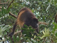 image of howler_monkey