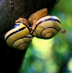 image of snail