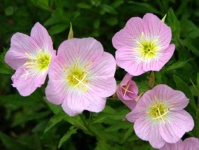 image of flower