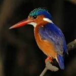 image of bird