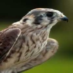 image of bird