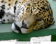 image of jaguar_car