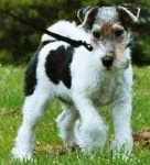 image of wire_haired_fox_terrier