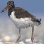 image of bird
