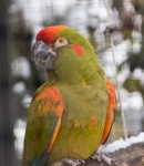 image of macaw