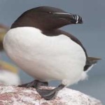 image of bird