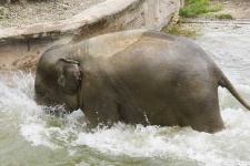 image of indian_elephant