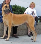 image of great_dane