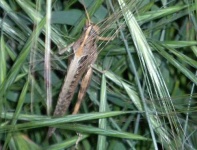 image of cricket