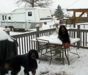 image of gordon_setter #1