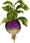 image of turnip #13