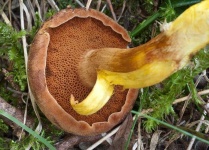 image of mushrooms