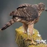 image of bird