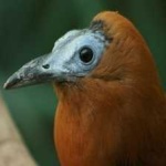 image of bird