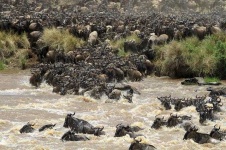 image of animal_migration