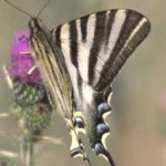 image of animal