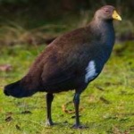 image of bird