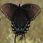 image of animal