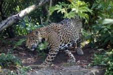 image of jaguar_car