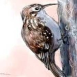 image of bird